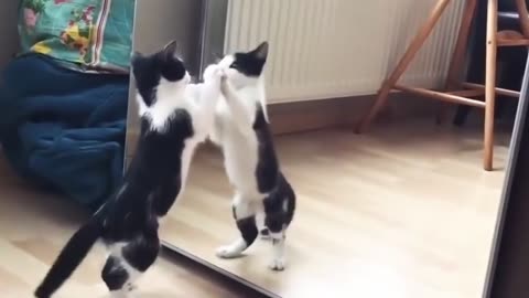 Mirror Cat