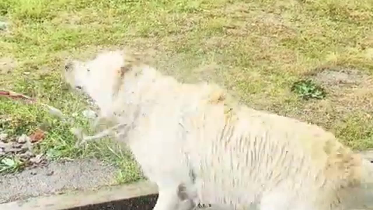 How I am Celebrating my Birthday. 😲 Guess 🦮 #labrador #makku #trending #shorts #himalayanhastags