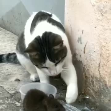 Funny comedy scenes of cat 😺🐈