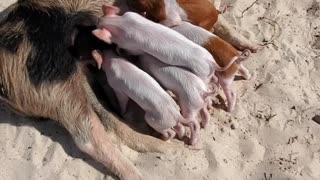 Pig Beach 2