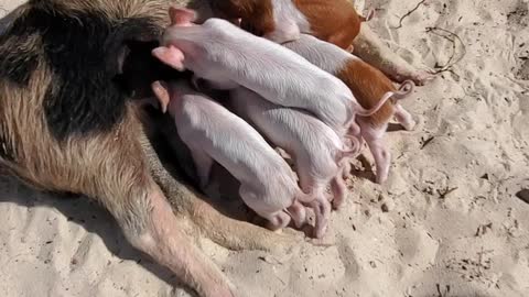 Pig Beach 2