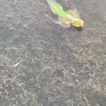 WHY BIRDS ARE GREAT BASS FOOD!