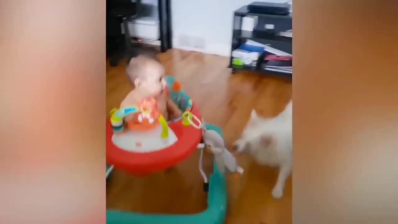 Compilation of videos of babies and dogs playing.