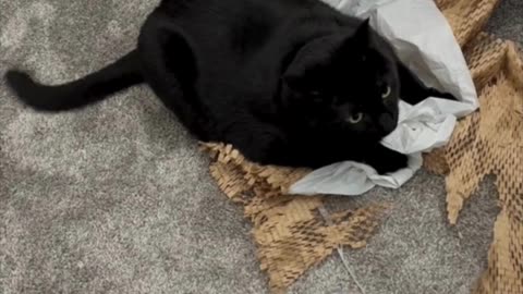 Cute Precious Piper Claims Her Packing Material - Adopting a Cat from a Shelter Vlog #shorts