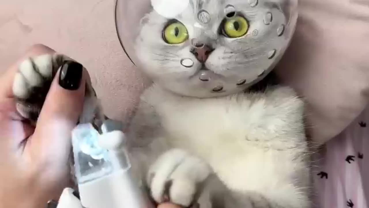 How to trim cat claws😻🔥