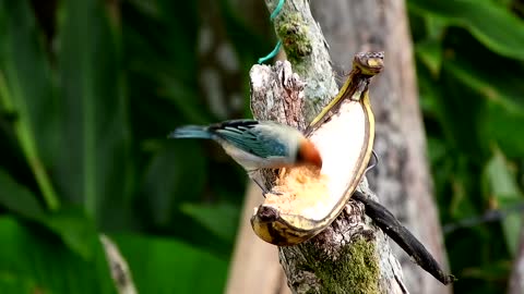 Bird managed to eat banana without piling it