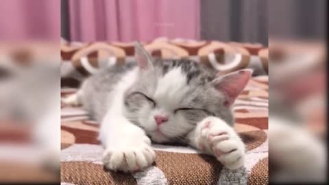 Cute cat | Love animals
