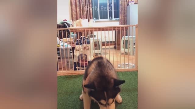 Funny Dog Cake Reactions Compilation - Cat Reactions to Cutting Cake