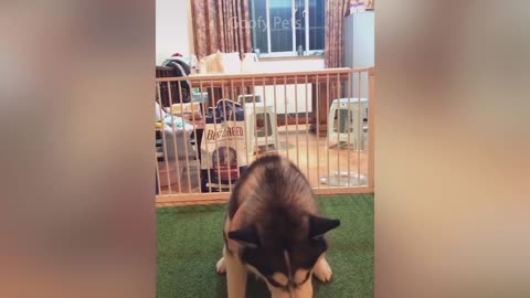 Funny Dog Cake Reactions Compilation - Cat Reactions to Cutting Cake