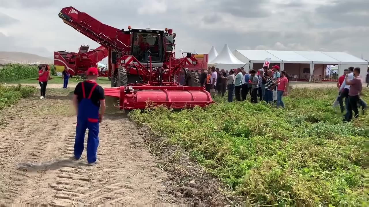 Harvesting Potato