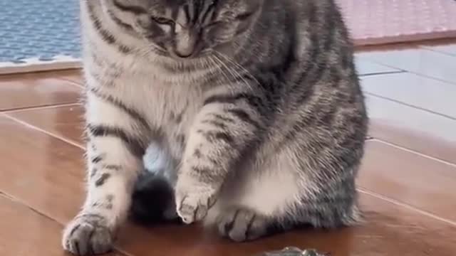 Cute cat is playing with a frog