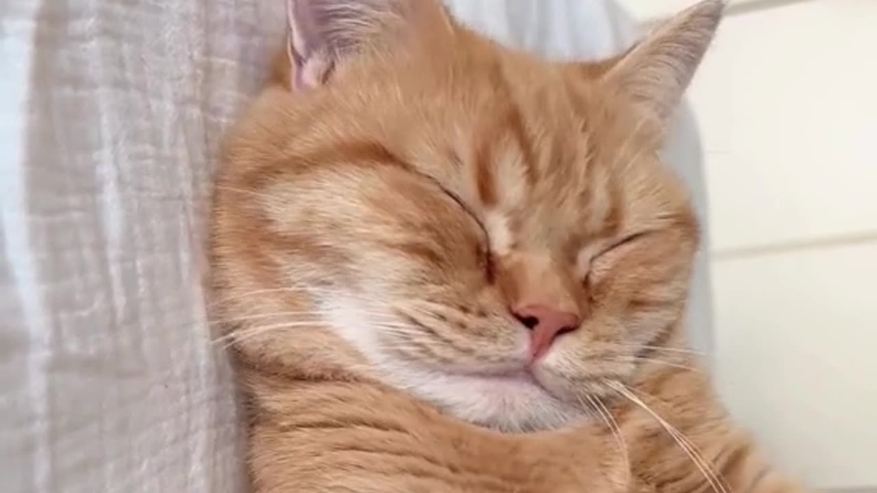 "Blissful Slumber: A Cat's Sweet Dreams and Cozy Naps!"