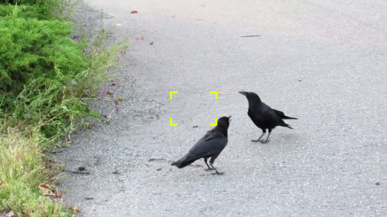 Fledgling crow