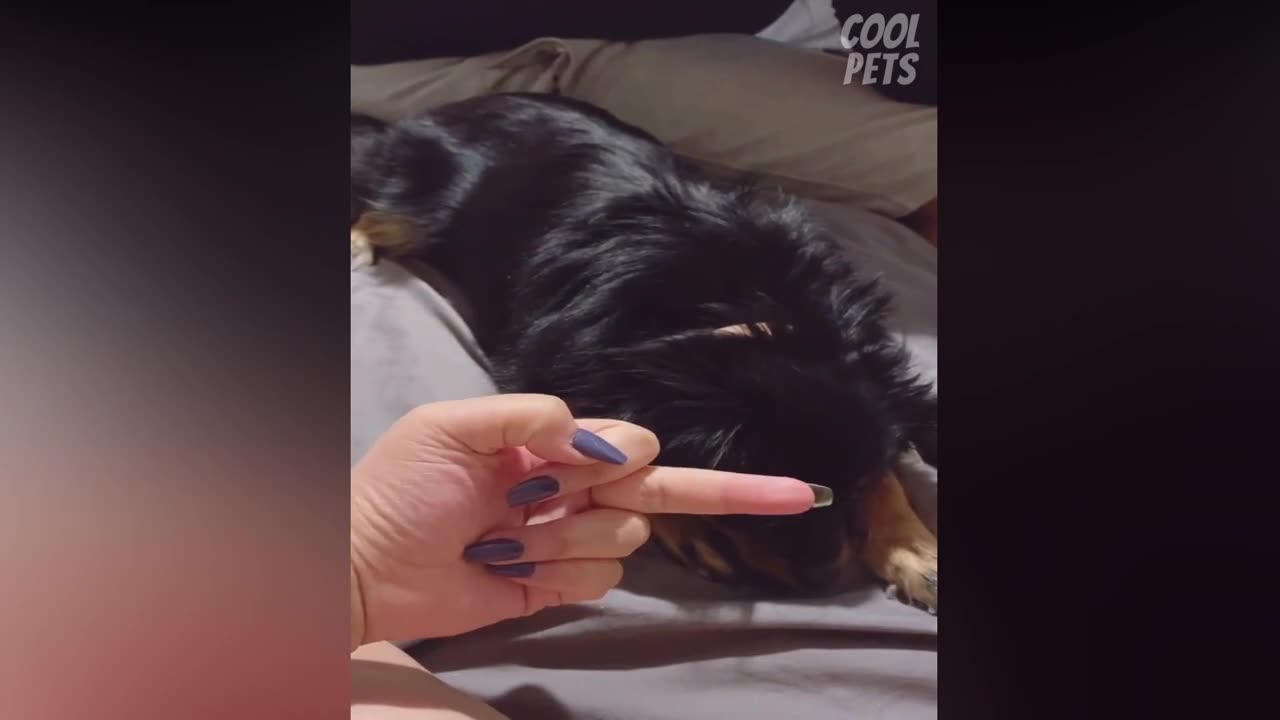 Are Dog Really Hates Being Flipped Off - Funny Dog Reactions