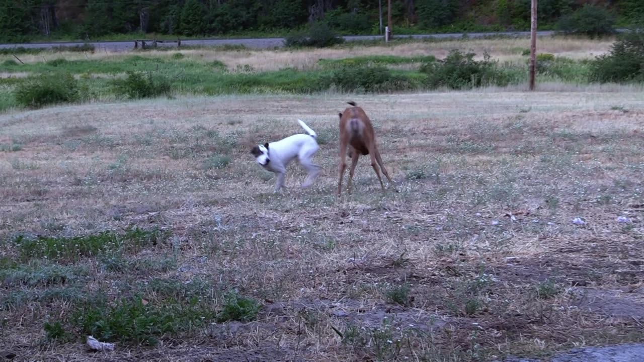 Playtime for Sweet Pea and Lucky