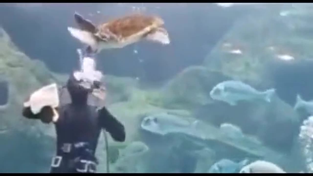 Have A Great Day - Turtle