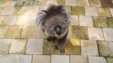 Curious Koala