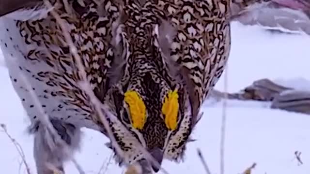 Dancing before mating in birds