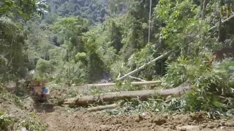 Rainforests 101 | National Geograpics