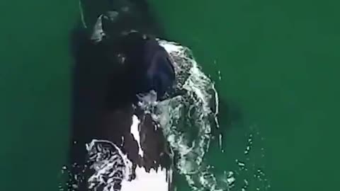 Large Whale approaches a paddleboarder.