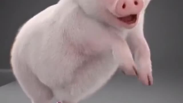 Lovely pig