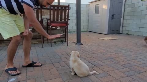 Labrador Puppy Learning and Performing Training Commands | Dog Showing All Training Skills