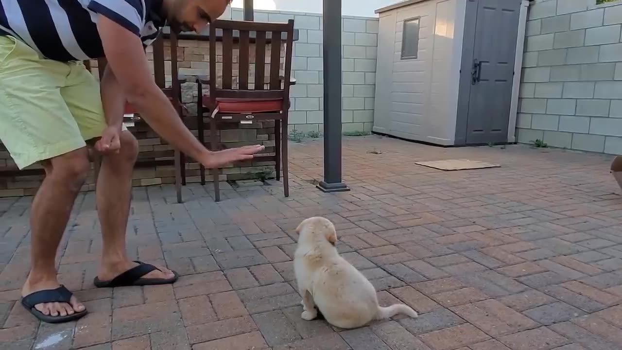 Labrador Puppy Learning and Performing Training Commands | Dog Showing All Training Skills