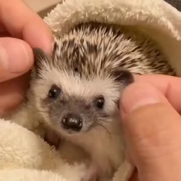Massage for hedgehog