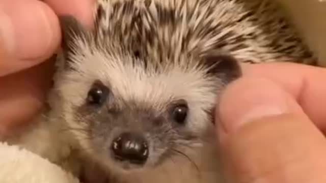 Massage for hedgehog