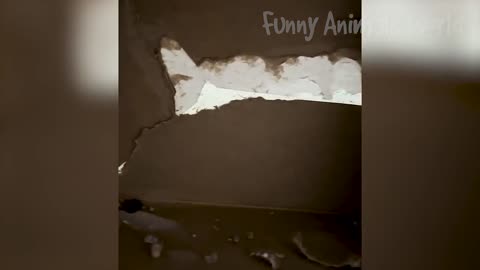Funny Animal Videos 😂🤣