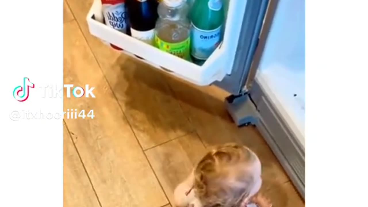 Professional thief funny baby video