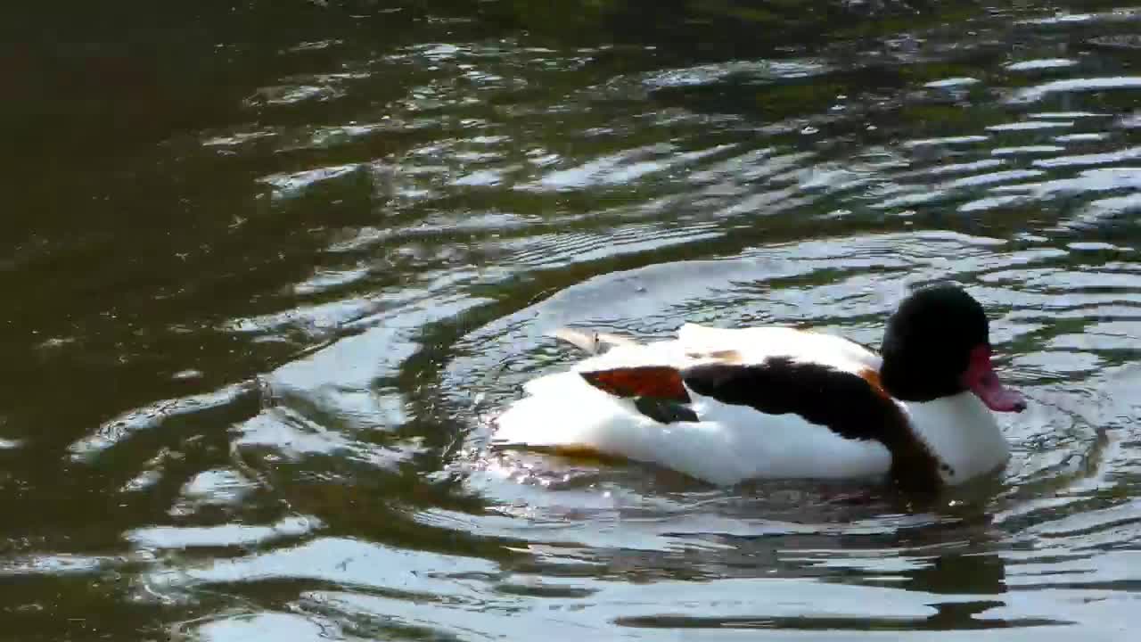 Duck wet in lake