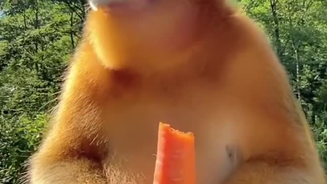 Golden monkeys also eat delicious carrots Monkey