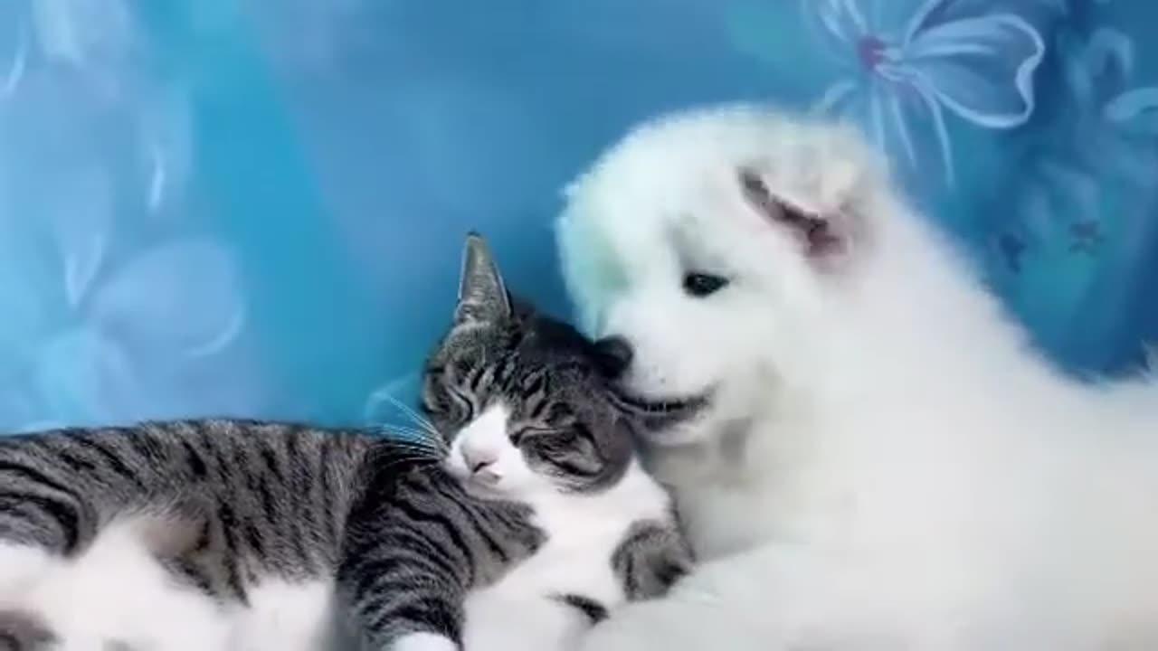 Cute cat& puppy video 😍