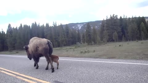 Bison and calf stopping traffic at Yellowstone National Park