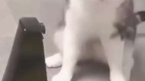 Funny cat