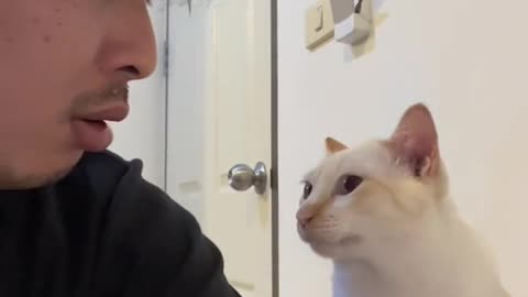 Funny cat and his master