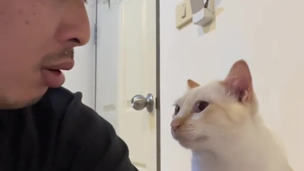 Funny cat and his master