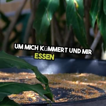 eine Katze im Vogelnest