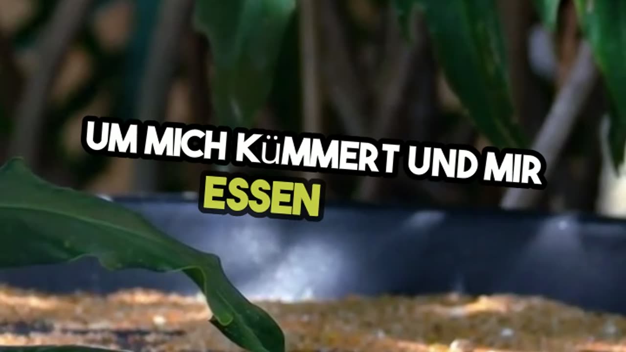 eine Katze im Vogelnest