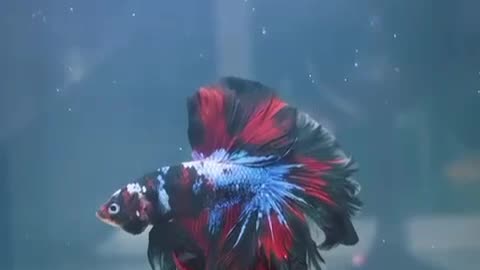 Peixe Betta