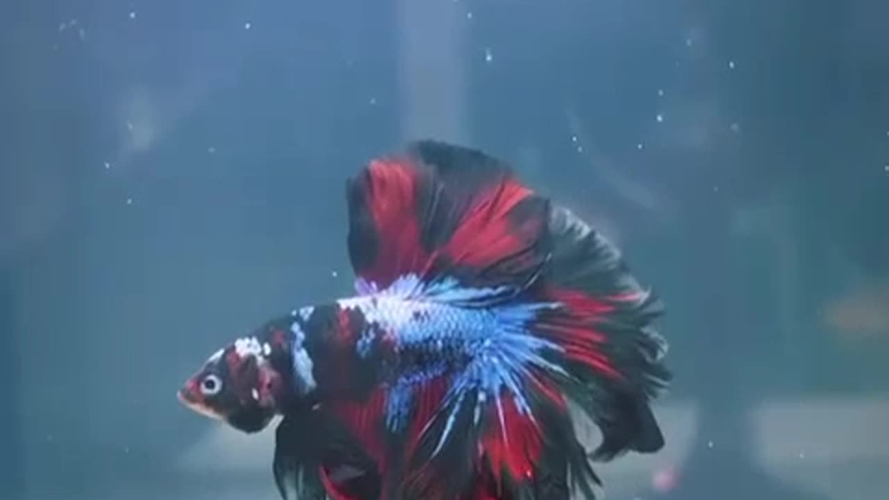 Peixe Betta