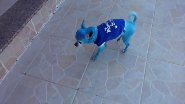 Dog Plays With A Blue Dog