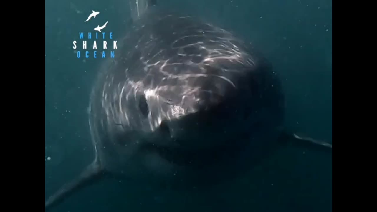 Great White Shark Approaching