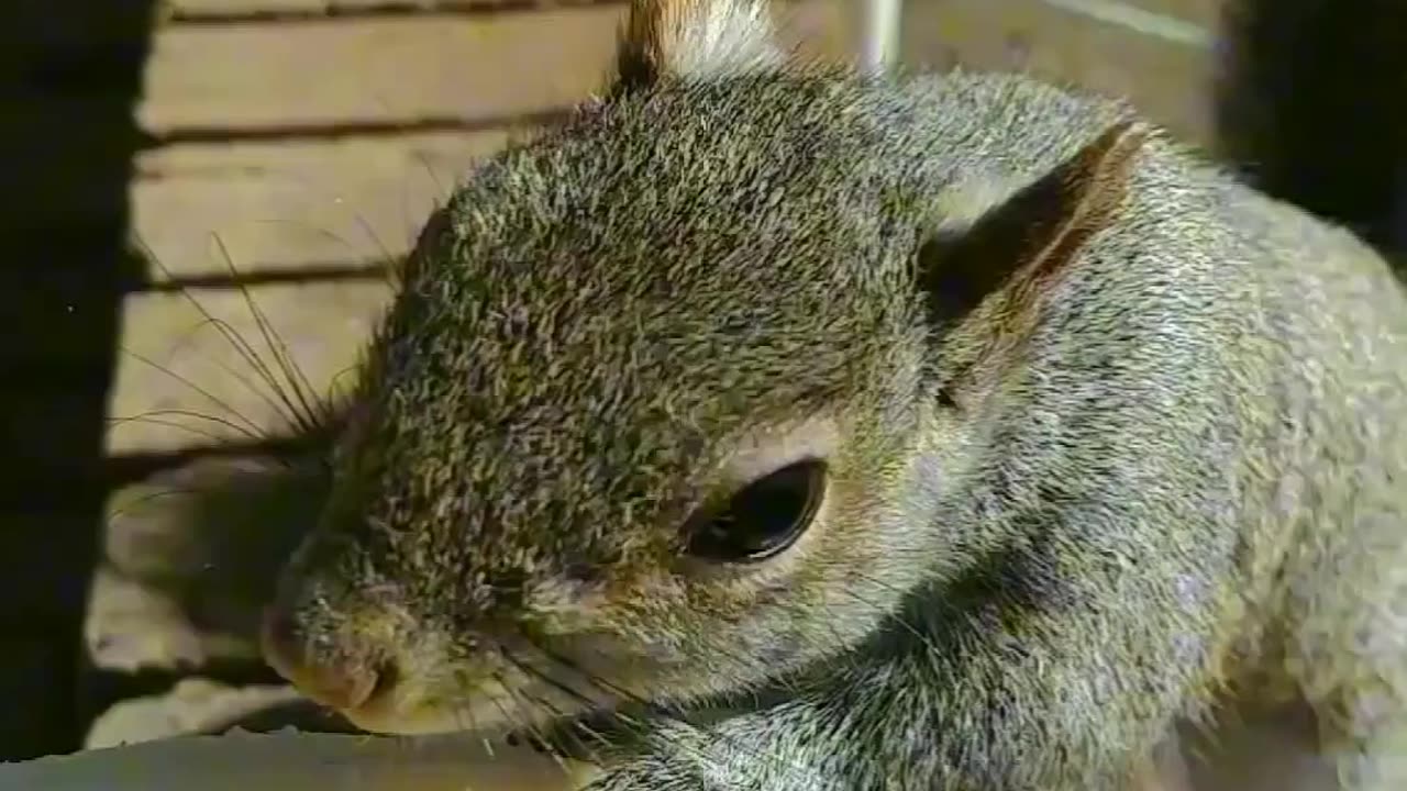 Squirrel reactions with a banana 🍌. #motivation #animals #squirrel