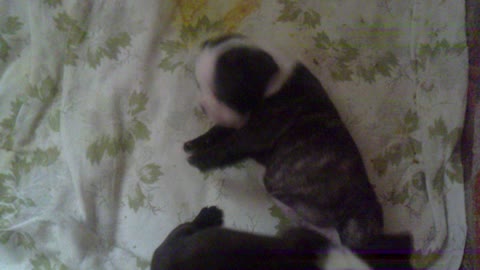 French bulldog puppies playing