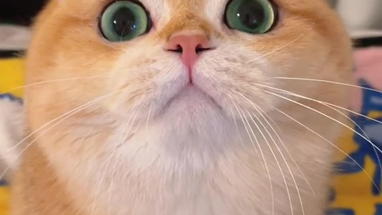 can talk 🐱