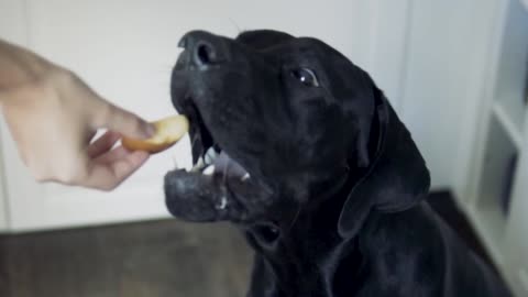 A black dog eats in slow motion