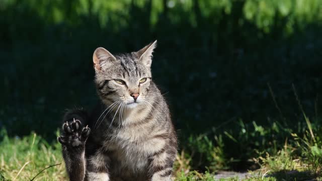 CATS Actually Love Their Humans