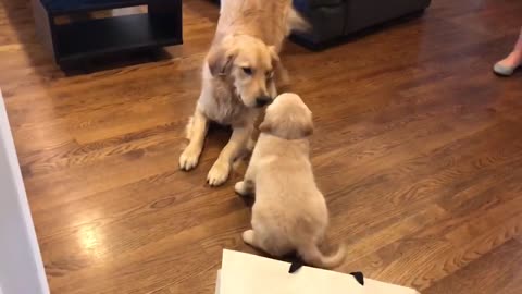 Golden Retriever meets his new puppy sister lucky